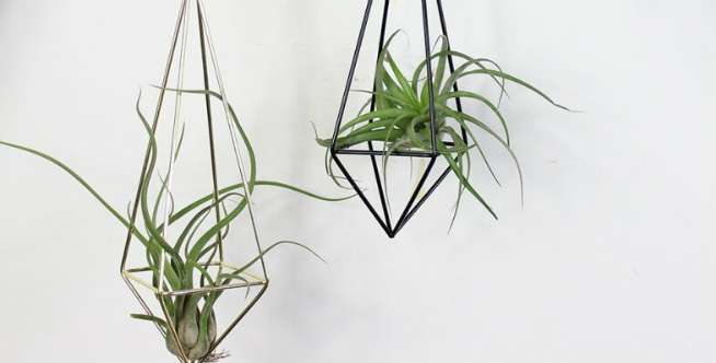 Tillandsia (Air Plant)