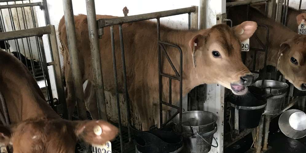 Ternyata, Begini Proses Pengembangbiakan Sapi Perah