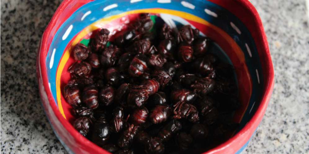 Ada Sambal Semut dari Meksiko, Bagaimana Rasanya? Ada Sambal Semut dari Meksiko, Bagaimana Rasanya?