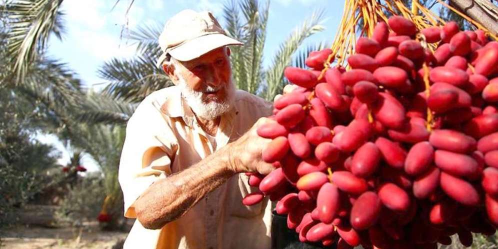 Heboh Masyarakat Mesir Serbu Kurma ‘Corona’ Jelang Ramadhan