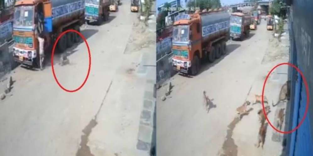 Pria Ini Diterkam Macan Tutul, Diselamatkan Sekawanan Anjing Pria Ini Diterkam Macan Tutul, Diselamatkan Sekawanan Anjing