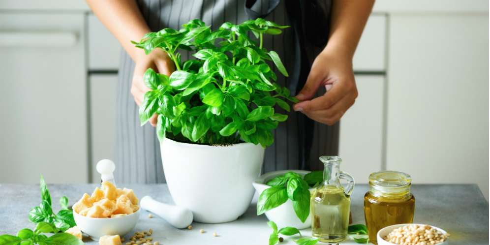 Rawat Tanaman Rempah, Bisa Jadi Bumbu Segar di Dapur