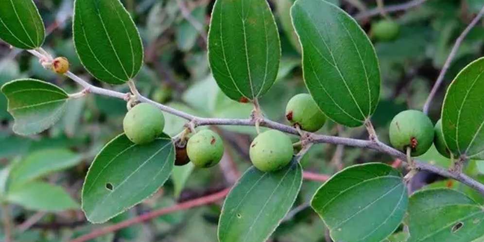 6 Manfaat Daun Bidara Bagi Kesehatan
