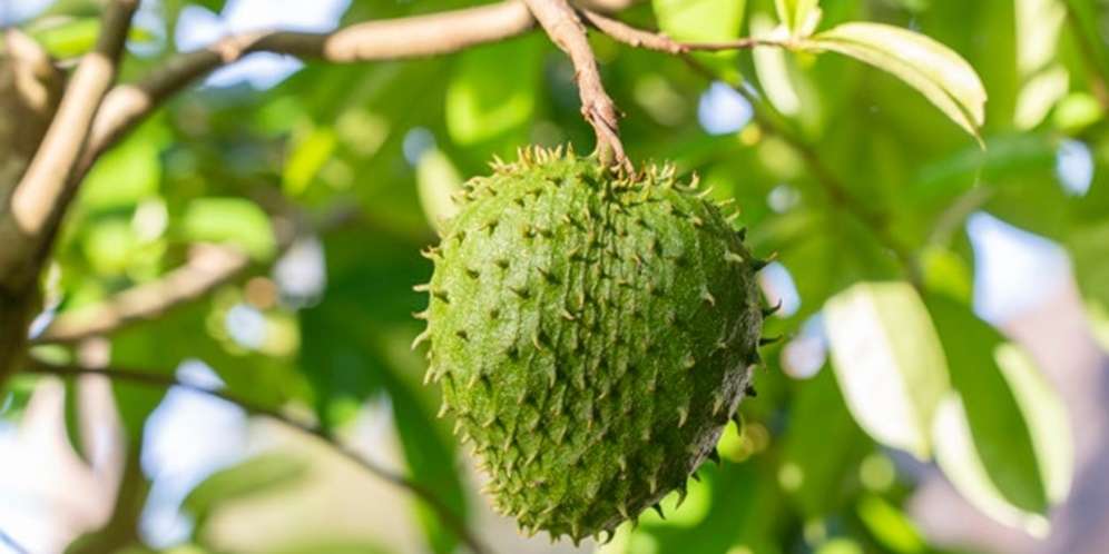 5 Manfaat Daun Sirsak untuk Perawatan Rambut Secara Alami