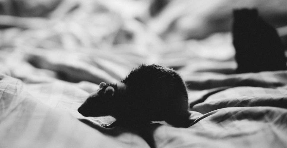 Gegara Menolak Usir Tikus, Penis Suami Digigit Istri Hingga Putus Gegara Menolak Usir Tikus, Penis Suami Digigit Istri Hingga Putus