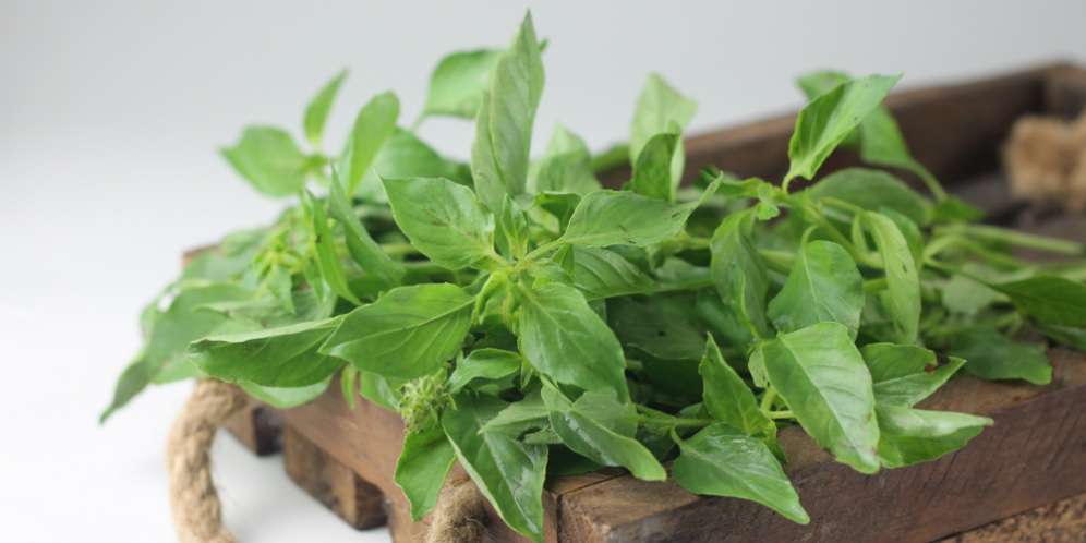 Cara Tepat Menyimpan Daun Kemangi Biar Tak Mudah Layu