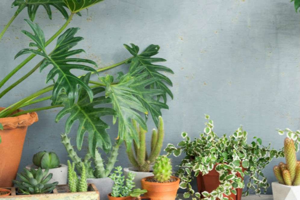 Monstera dan Philodendron, Serupa Tapi Tak Sama Monstera dan Philodendron, Serupa Tapi Tak Sama