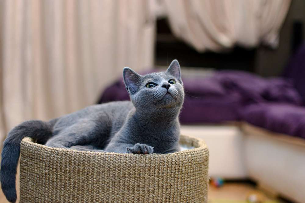 Terpesona 7 Ras Kucing Berbulu Abu-Abu Terindah di Dunia | Dream.co.id