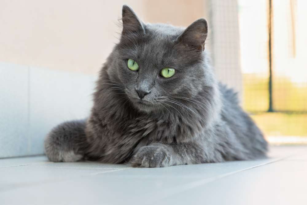 Terpesona 7 Ras Kucing Berbulu Abu-Abu Terindah di Dunia | Dream.co.id