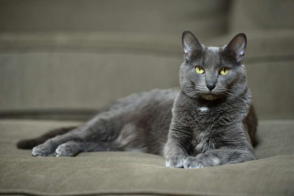 Terpesona 7 Ras Kucing Berbulu Abu-Abu Terindah di Dunia | Dream.co.id