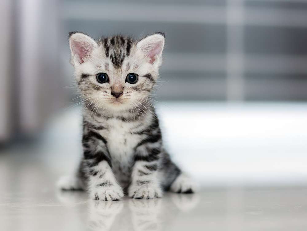 Terpesona 7 Ras Kucing Berbulu Abu-Abu Terindah di Dunia | Dream.co.id