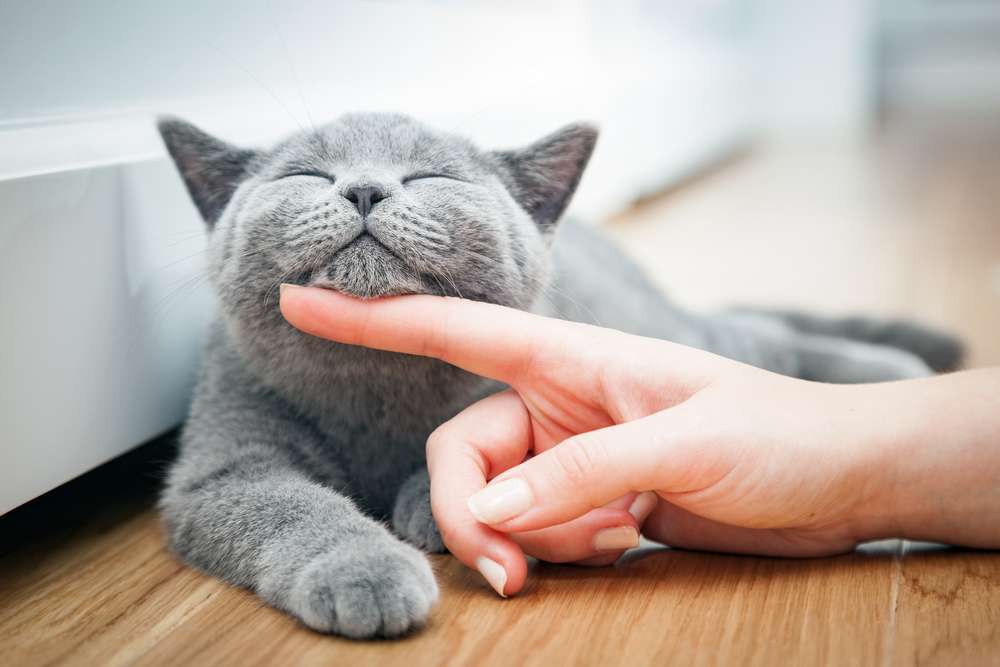 Terpesona 7 Ras Kucing Berbulu Abu-Abu Terindah di Dunia | Dream.co.id