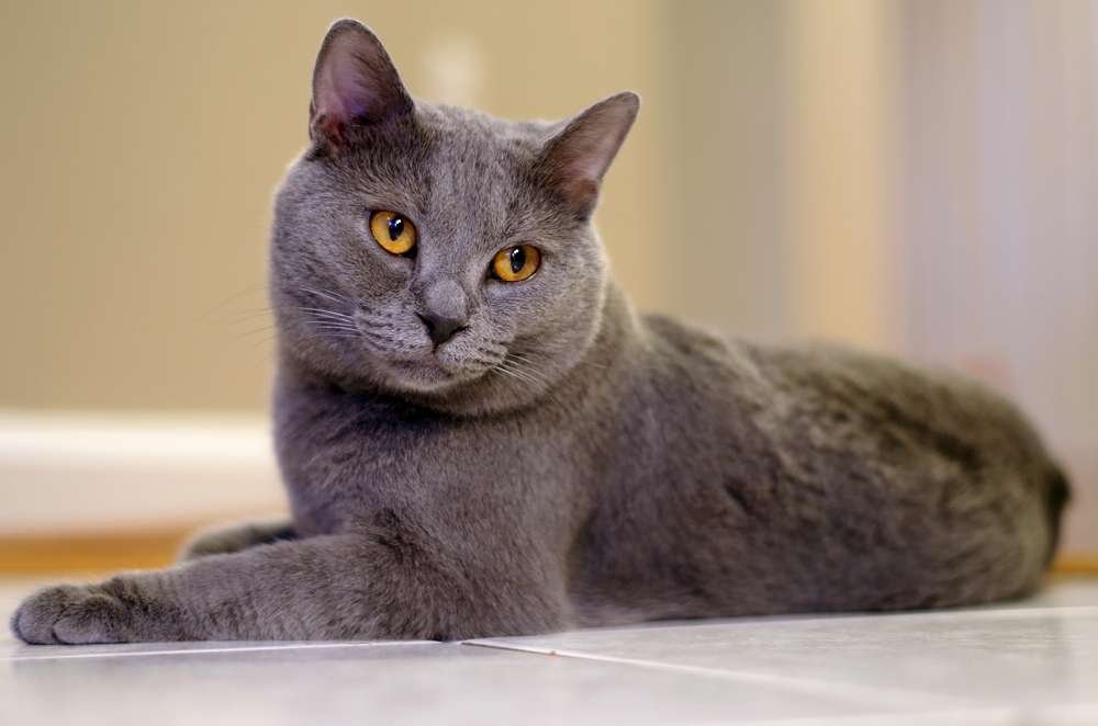 Terpesona 7 Ras Kucing Berbulu Abu-Abu Terindah di Dunia | Dream.co.id