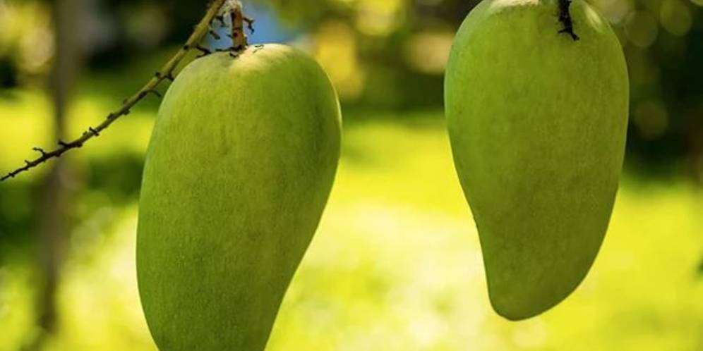 Noorjahan, Mangga Sultan Harganya Rp195 Ribu per Buah