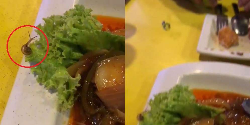 Enak-Enak Makan di Restoran Terkenal, Enggak Tahunya Ada Siput Jalan-Jalan di Atas Daun Lalapan