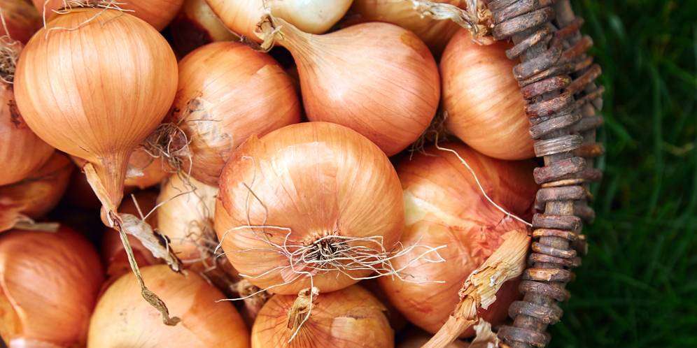 Pastikan Bawang Bombay dalam Kondisi Segar Sebelum Dimasak