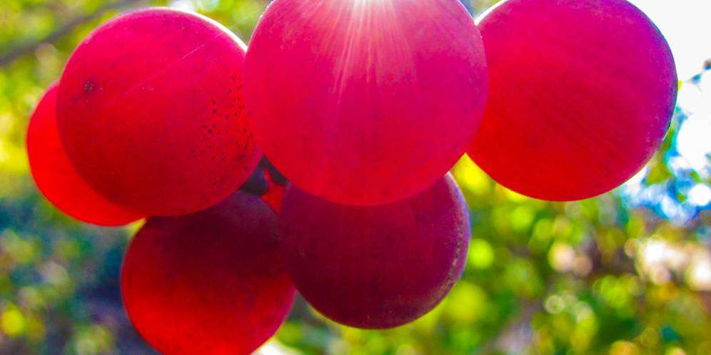 Anggur Termahal di Dunia, Harganya Rp596 Ribu Per Buah