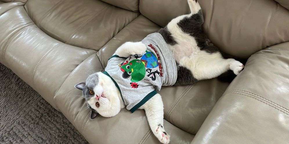 Kisah Unik Ecan, Kucing Manis yang Sukses Hasilkan Cuan Lewat Shopee Affiliate Program Kisah Unik Ecan, Kucing Manis yang Sukses Hasilkan Cuan Lewat Shopee Affiliate Program